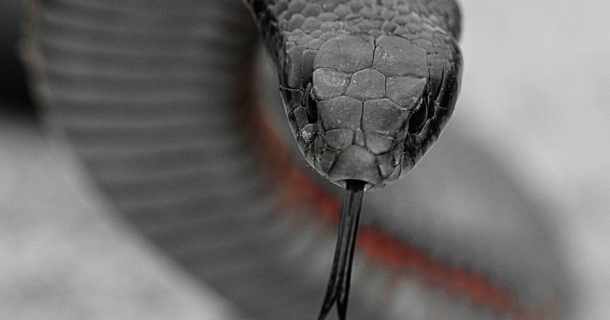 Serpent noir à ventre rouge, Installé depuis plus1 Geo.fr Serpent noir à ventre rouge, Installé depuis plus1 Geo.fr