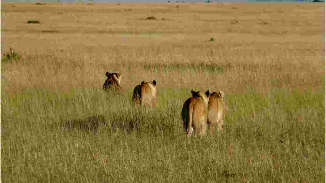 Kenya Parc Masai Mara La famille lion 3
