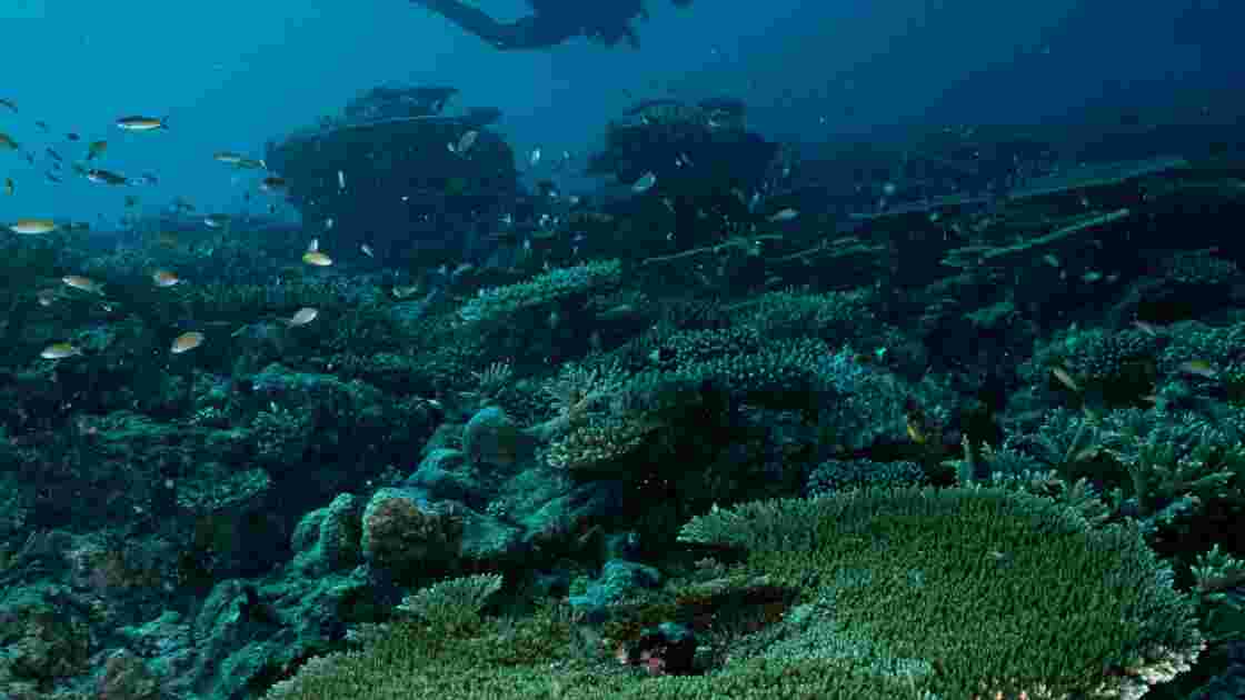 Mayotte reef 