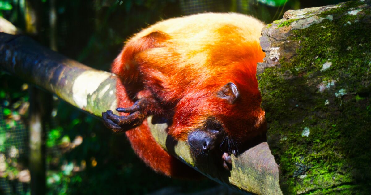 Les animaux de la Guadeloupe, Lors d'un voyage ex1 - Geo.fr