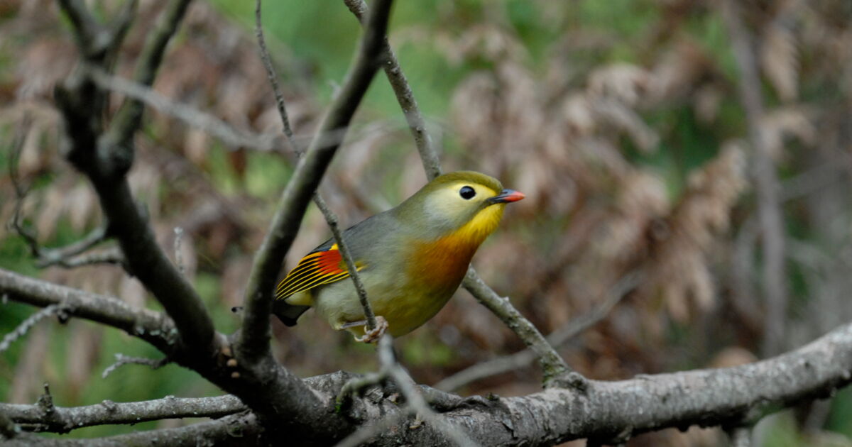 rossignol du japon, petit rossignol du japon , le1 Geo.fr rossignol du japon, petit rossignol du japon , le1 Geo.fr