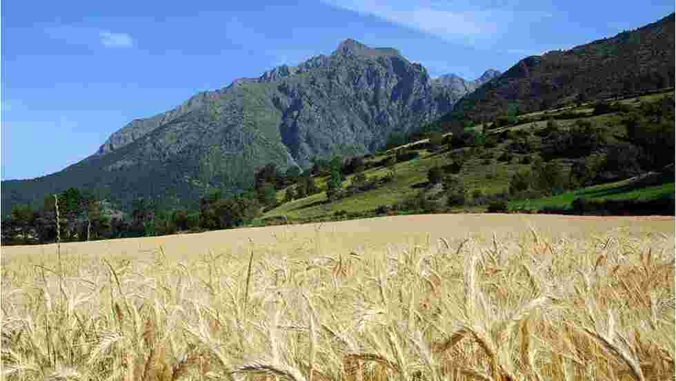 Champ De Ble Dans Le Champsaur Fond D Ecran Gratuit Geo Fr Champ De Ble Dans Le Champsaur Fond D Ecran Gratuit Geo Fr