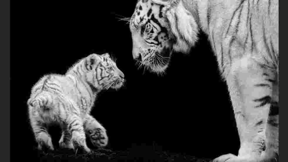Zoo Amneville Tigre 2 Jpg Fond D Ecran Gratuit Geo Fr