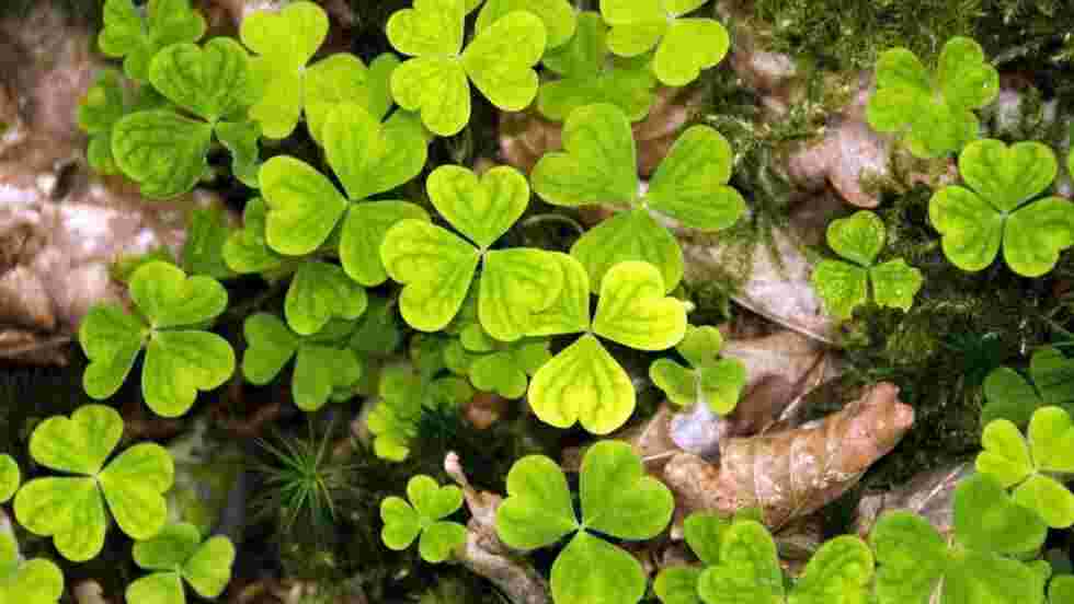 Trefles Irlandais Fond D Ecran Gratuit Geo Fr