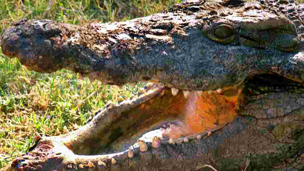 Crocodile Fond D Ecran Gratuit Geo Fr