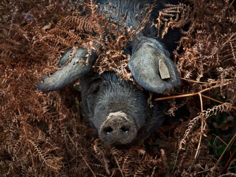 GEO Terroirs : La résurrection du cochon noir de Bigorre