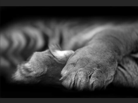 En noir et blanc : portraits d’animaux menacés