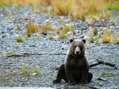 Les ours de l’île Kodiak