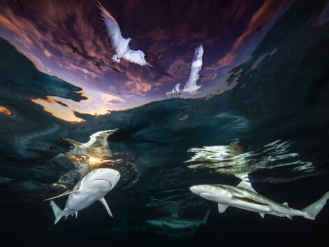 Underwater Photographer of the Year : les plus belles photos sous-marines de 2021