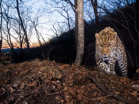 Tigres, léopards... Les félins rares sous l'œil du photographe animalier Emmanuel Rondeau