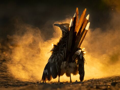 Audubon Photography Awards 2021 : les magnifiques photos d'oiseaux récompensées
