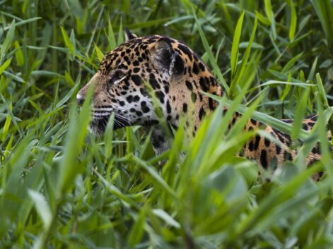 Au cœur du Pantanal brésilien, dernier sanctuaire des jaguars