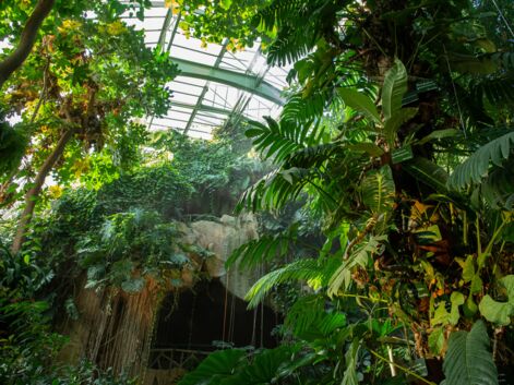 "Automne tropical", l'exposition qui dévoile le monde fascinant des plantes épiphytes