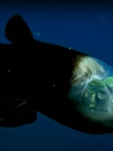 Un étrange poisson à la tête transparente filmé au large de la Californie 