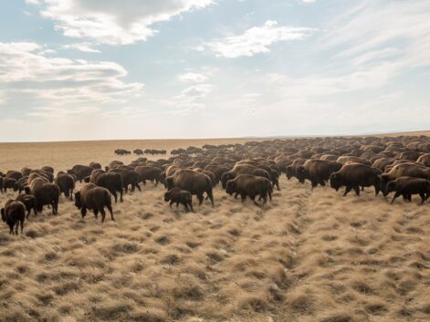 Le retour des bisons en Amérique du Nord