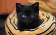 In Spain, joint custody of pets is foreseen in the event of divorce