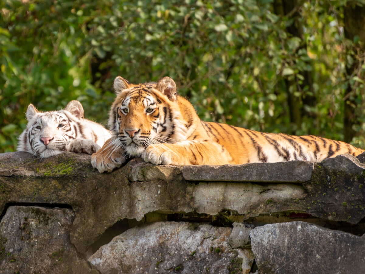 Pourquoi l’anesthésie n’est pas toujours possible lorsqu'un animal sauvage s'échappe d'un parc animalier