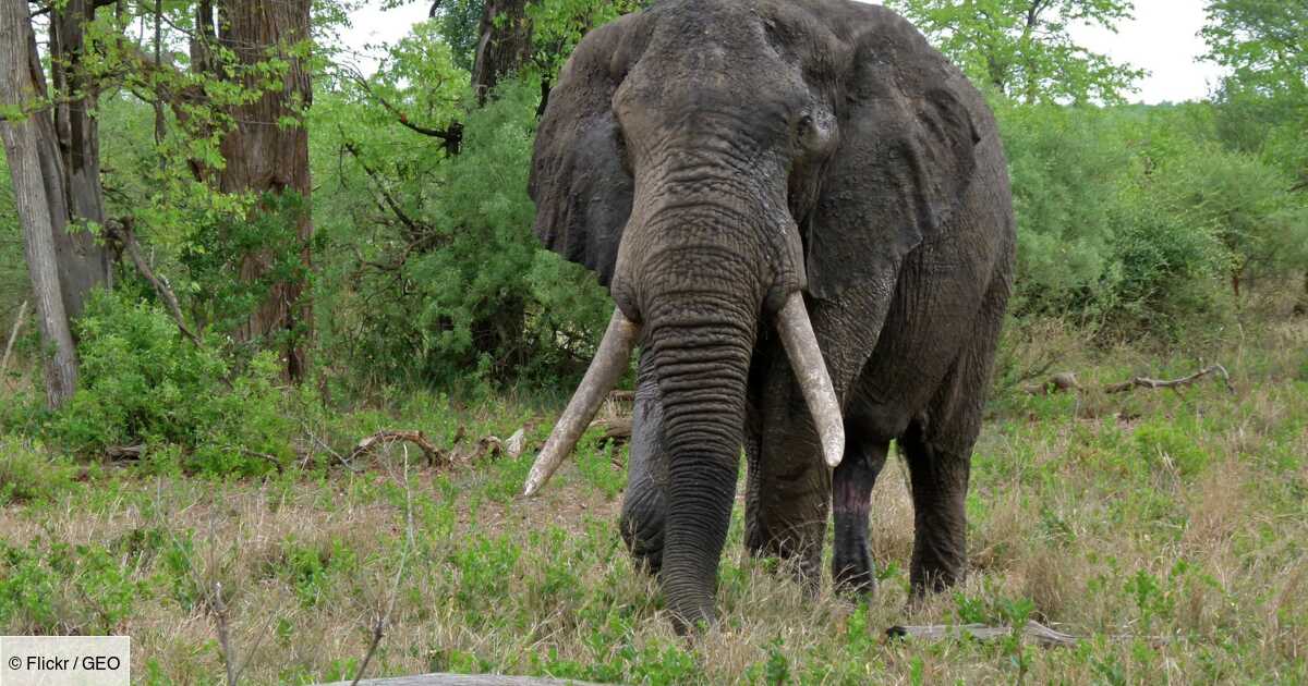 Botswana un chasseur abat le plus grand éléphant tusker du pays après avoir payé 50 000