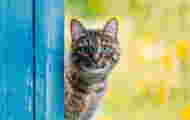 Legally, what do you risk if you feed a stray cat?