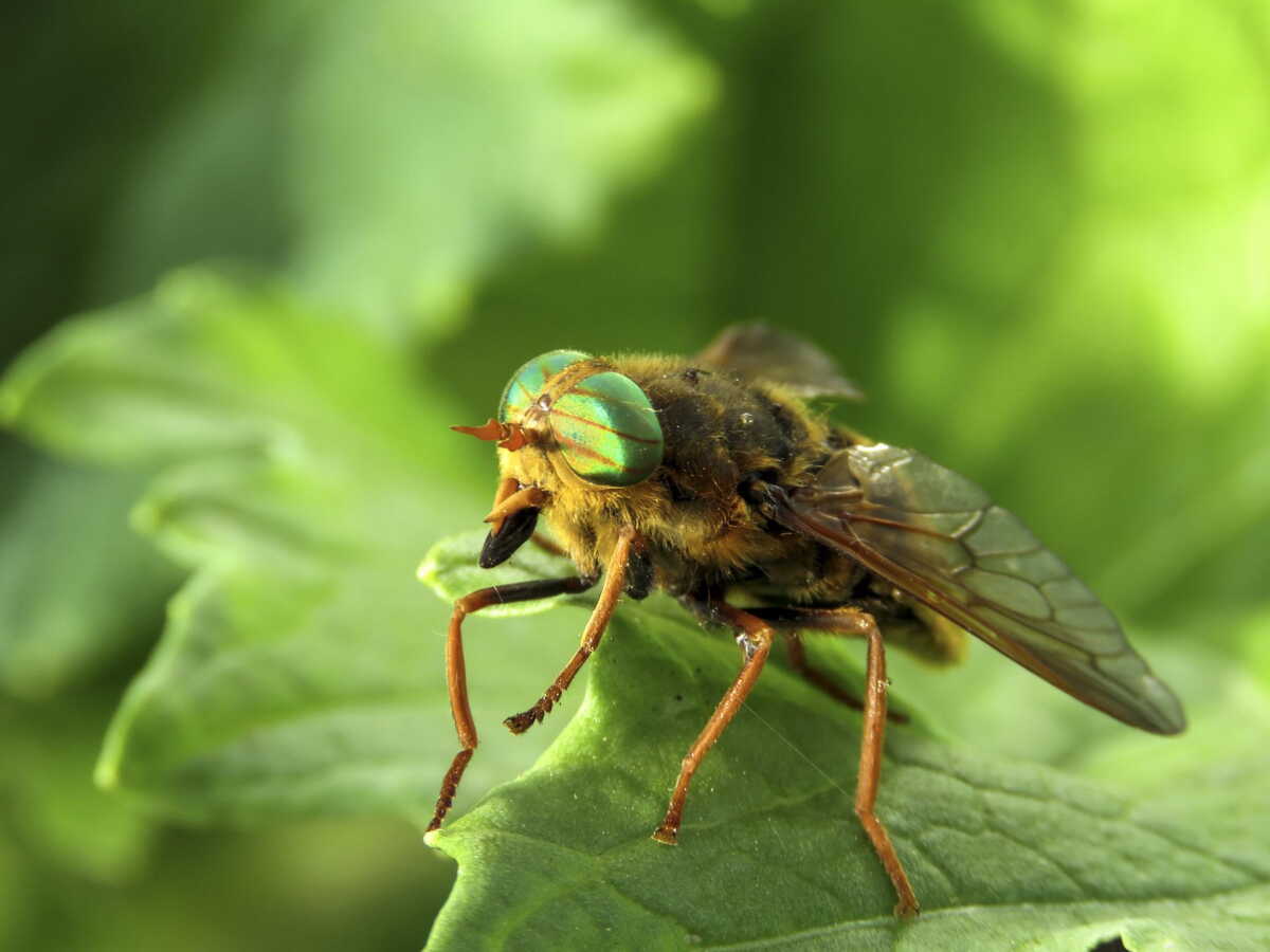 Qui est le taon, cet insecte redouté de nos étés?