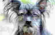 A Chinese crested, named 