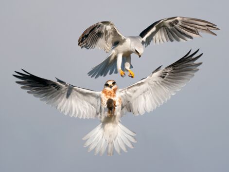Audubon Photography Awards 2022 : découvrez les magnifiques photos d'oiseaux récompensées