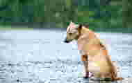 Animal abandonment: what penalties do owners risk?