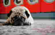 Dogs, cats, NAC: what solutions to keep your pet when you go on vacation?