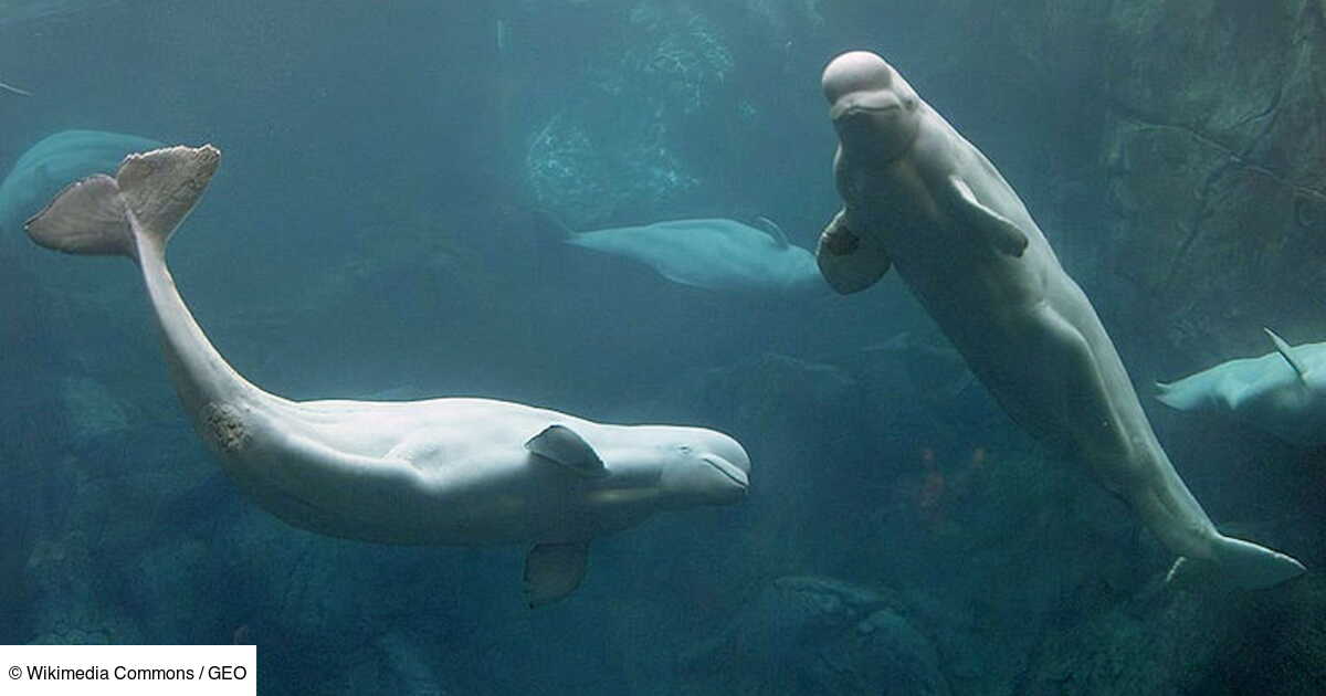 Qui est le béluga, cette baleine blanche surnommée le "canari des mers" ? Geo.fr