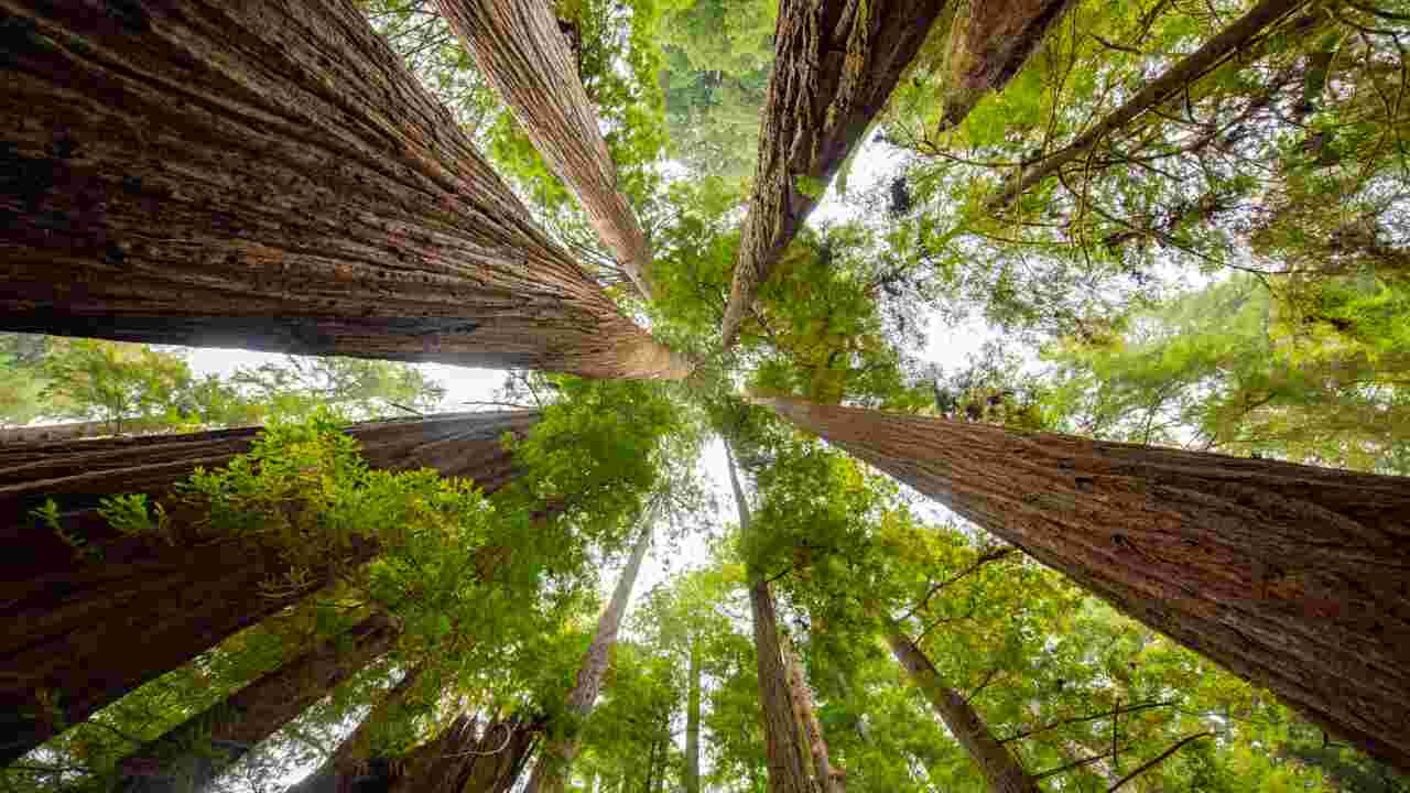 Quel est l’arbre le plus grand du monde ? Geo.fr