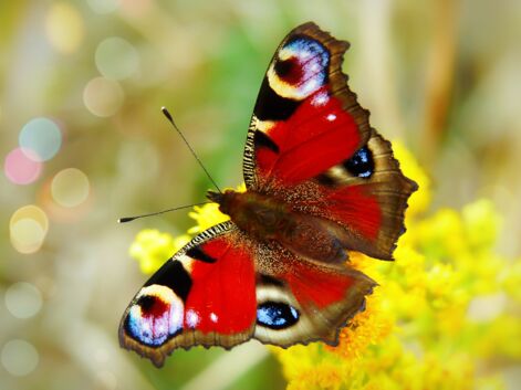 Les papillons les plus magnifiques, colorés et surprenants