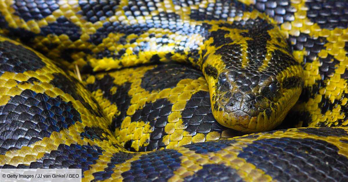 Le secret du python birman pour avaler des proies plus grosses que lui ...