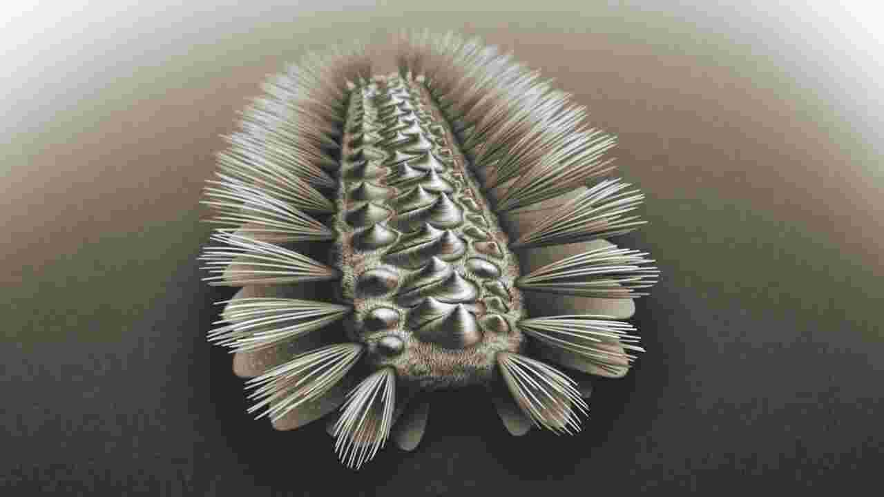 Découverte d'un étrange organisme fossile ressemblant au mélange d'un mollusque avec un ver poilu