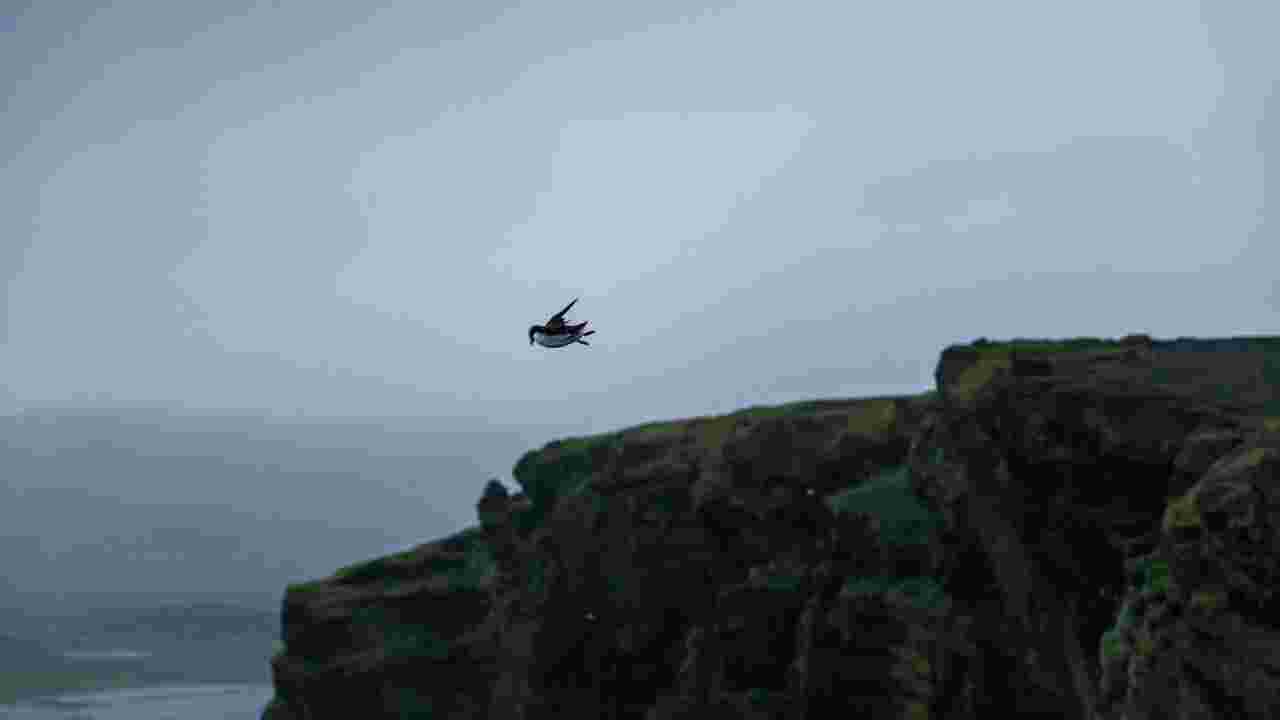 Pourquoi des poussins macareux sont-ils jetés du haut des falaises chaque année en Islande ?