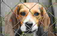 Animal testing: 'Beagle dogs are chosen because they are willing to endure anything for love'