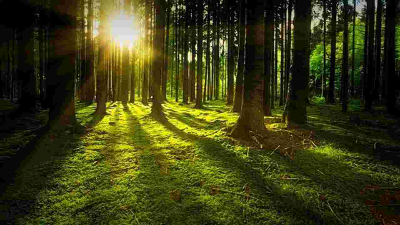 Fertilisation par le carbone : les arbres sont de plus en plus grands à cause des émissions de CO2