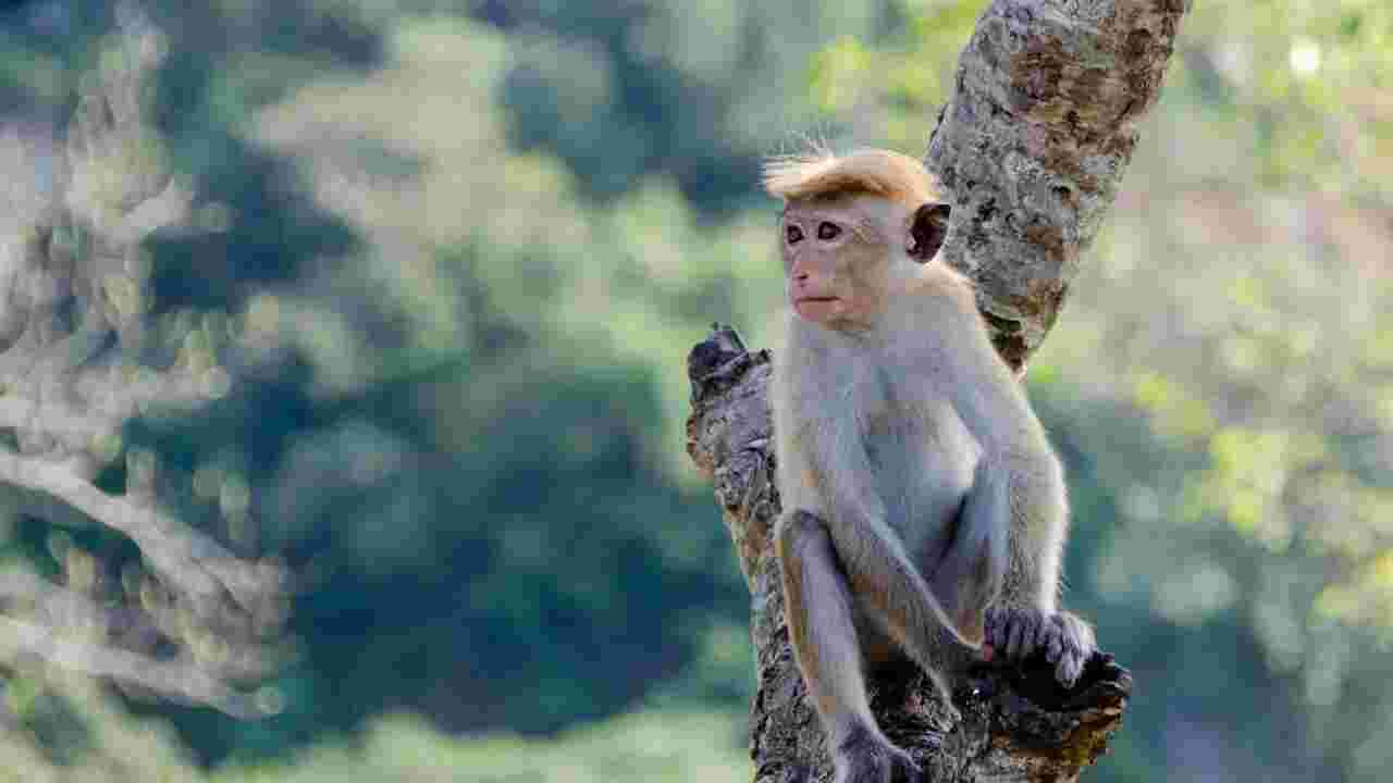 Les grands groupes de singes vivant à proximité des humains seraient des "super-diffuseurs" de maladies