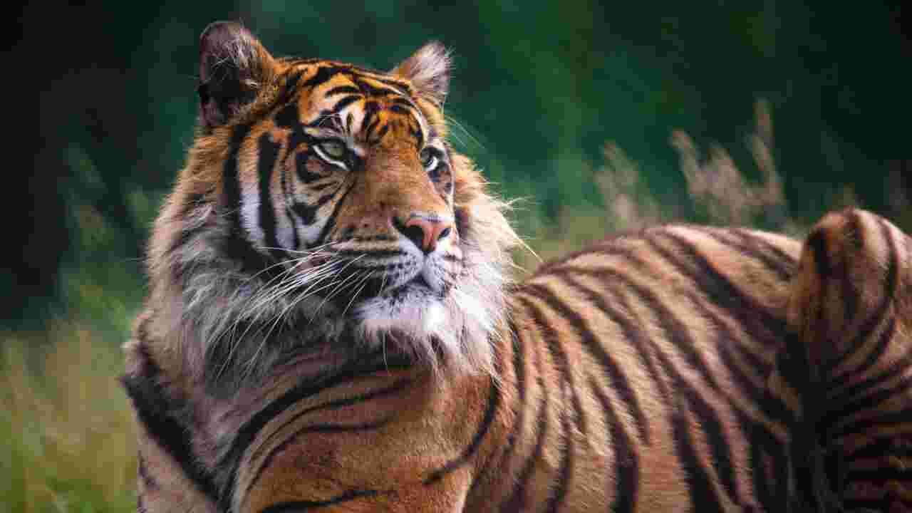 Tigre du Bengale : pourquoi cette espèce "royale" est-elle en danger ?