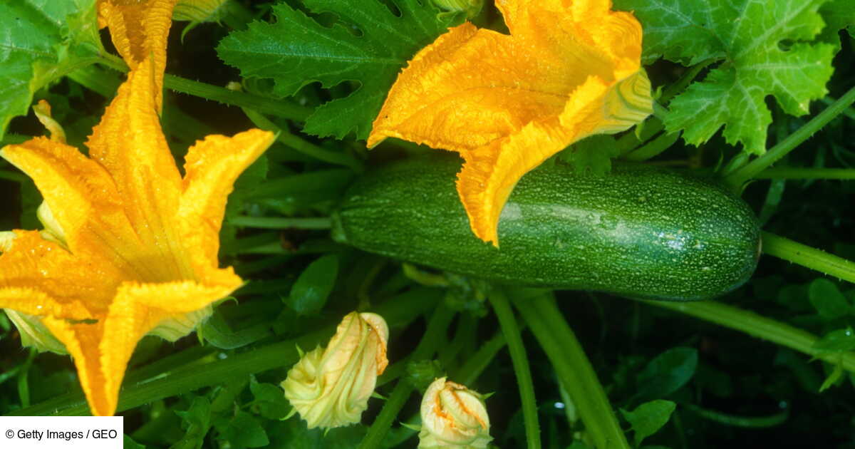 Comment polliniser une courgette ? Geo.fr