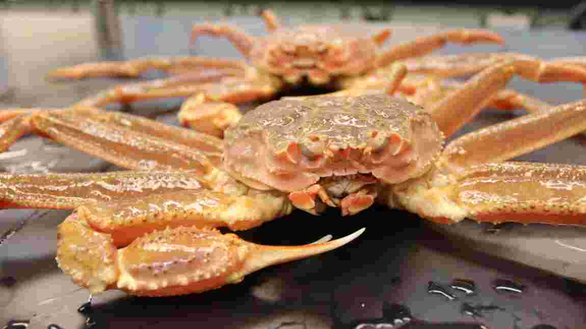 En Alaska, le changement climatique pointé du doigt dans le déclin de crabes emblématiques