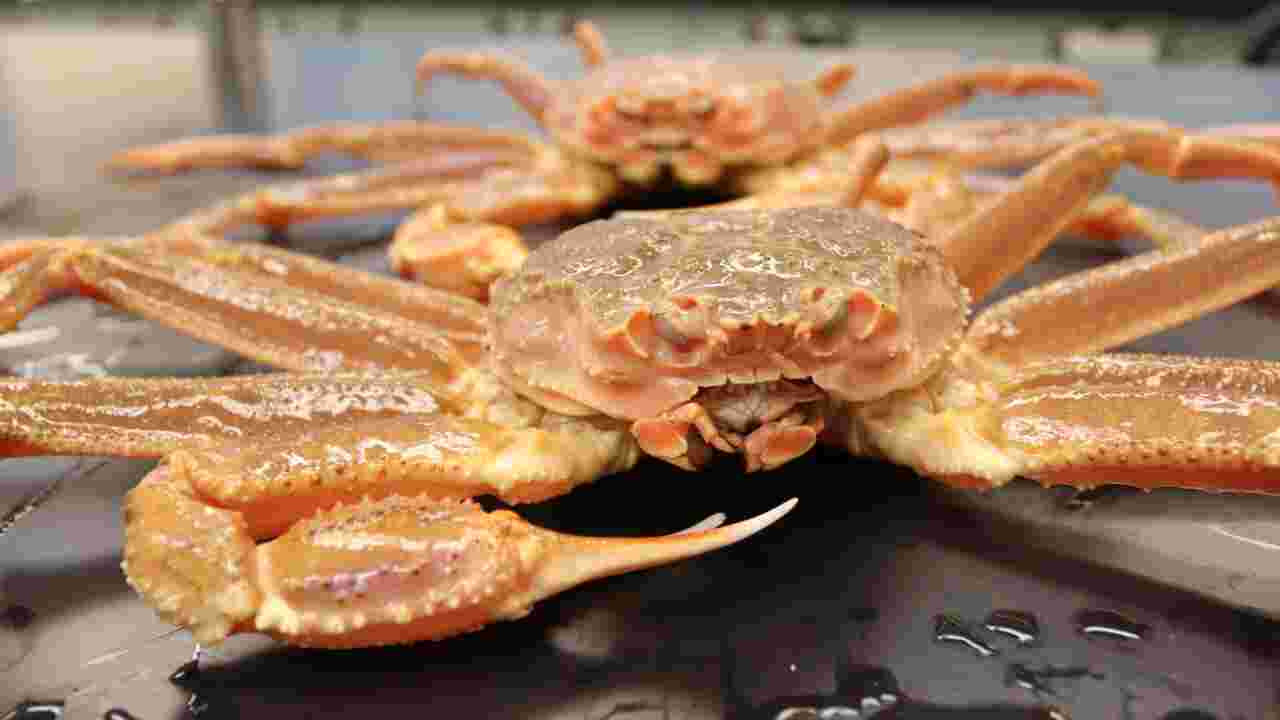 En Alaska, le changement climatique pointé du doigt dans le déclin de crabes emblématiques