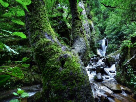 Gorges d'Enval, Bois Noirs, Roches des fées : une plongée dans les "Forêts enchantées de France"