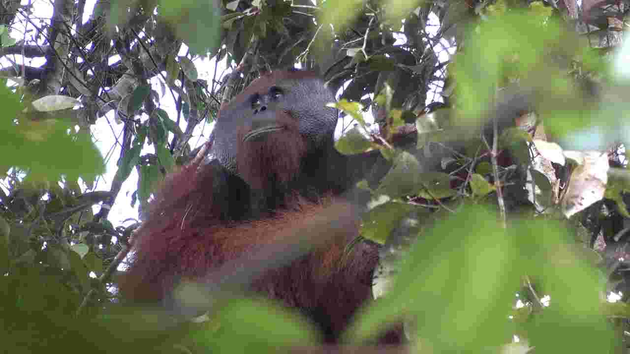 A Bornéo, la forêt Dulan peuplée d'orangs-outans est désormais sous bonne protection 