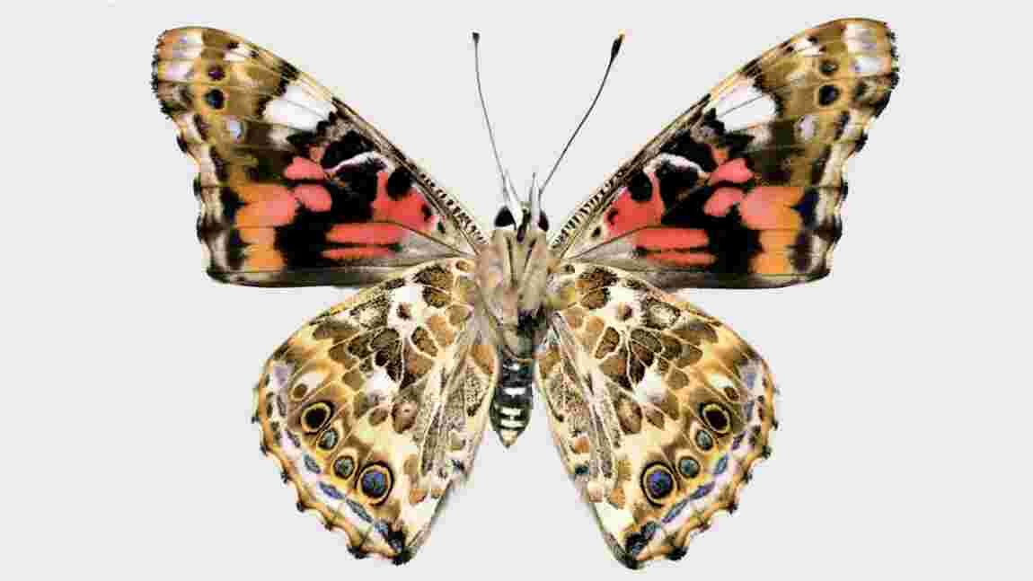 Le secret de la diversité des motifs des ailes des papillons ? Des "interrupteurs" dans l'ADN