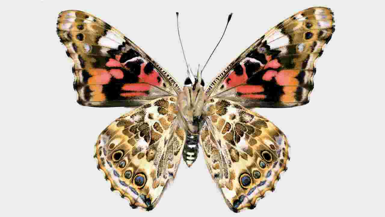Le secret de la diversité des motifs des ailes des papillons ? Des "interrupteurs" dans l'ADN