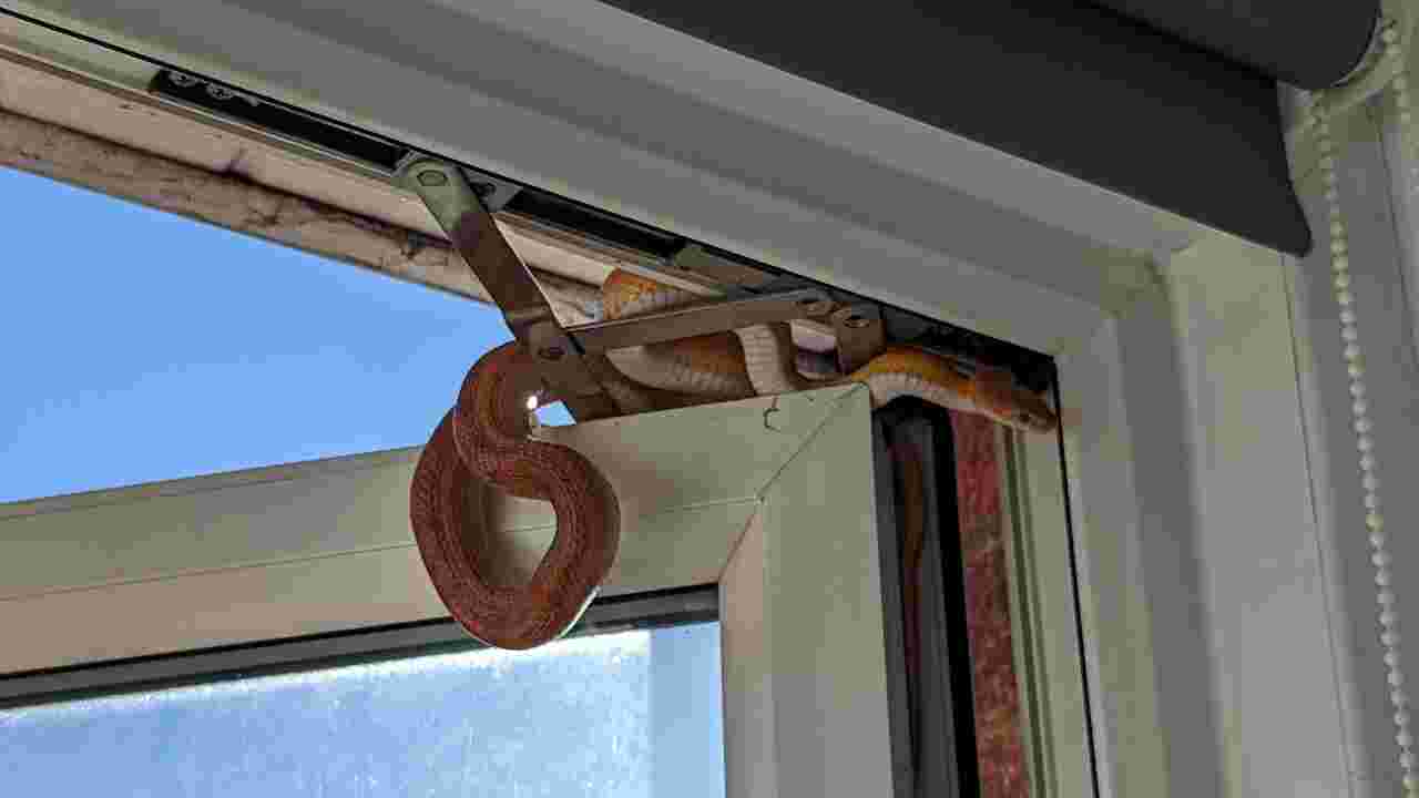 Angleterre : elle se réveille et voit un serpent qui tente de rentrer par la fenêtre de sa chambre