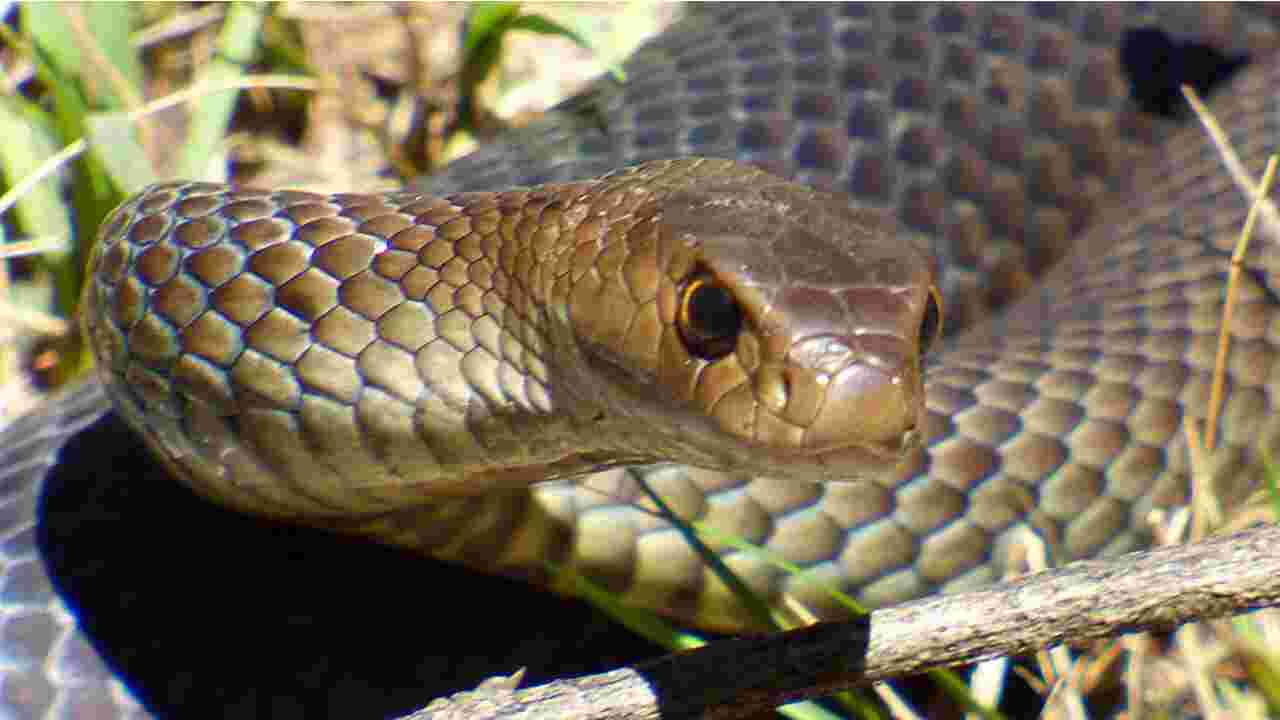 Un vacancier trouve le serpent le plus mortel d'Australie dans des toilettes publiques !