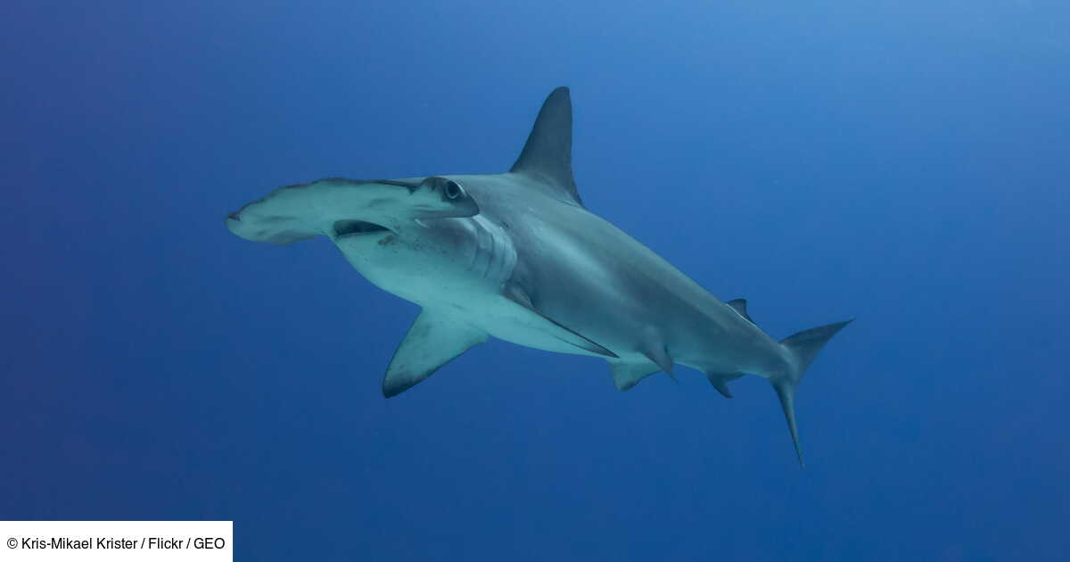 Le requinmarteau, un requin à la tête extraordinaire Geo.fr