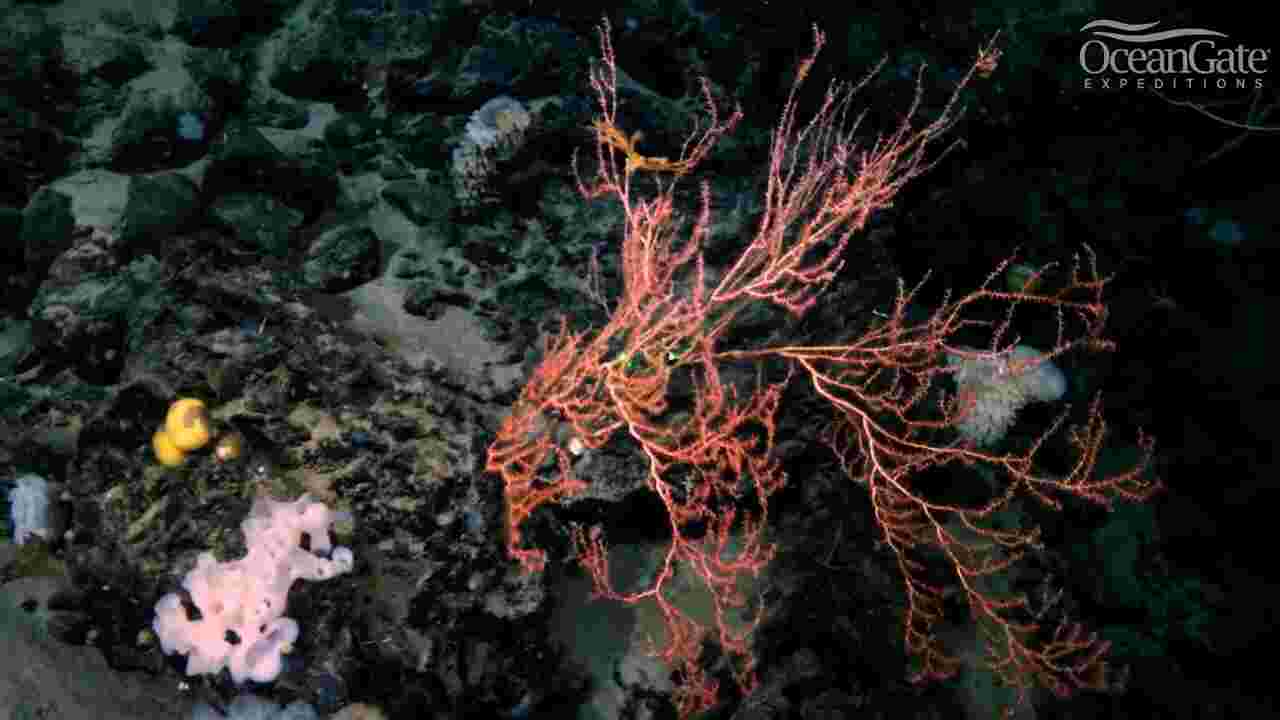 Un écosystème insoupçonné découvert à 2900 m de profondeur près de l'épave du Titanic