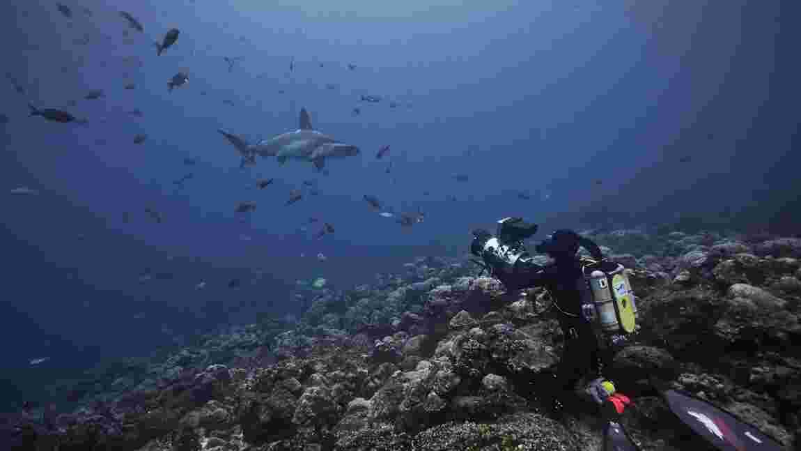 Comment tourne-t-on un documentaire avec des requins ? Réponse avec la réalisatrice d'"Au plus près des requins" 